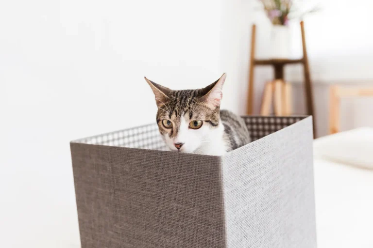 Umzug mit Katze