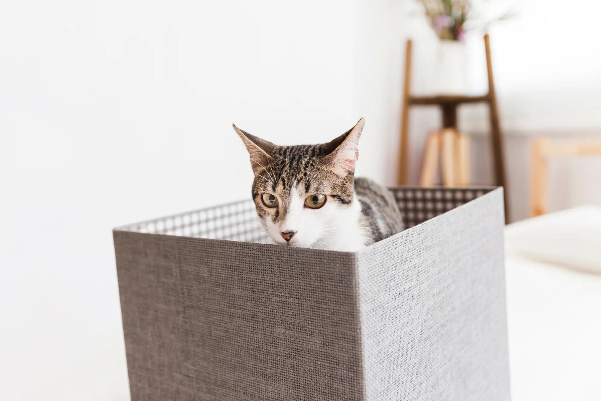 Umzug mit Katze